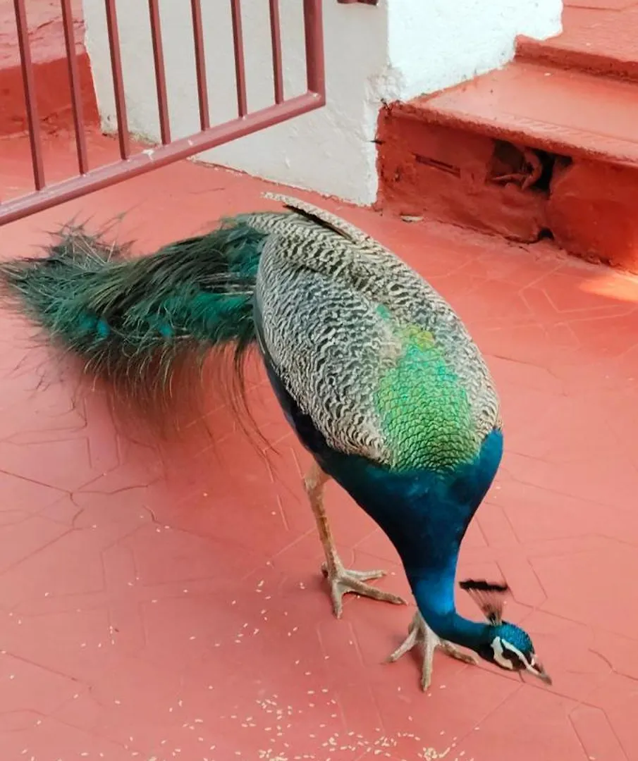 Udaya Hotel Kovalam